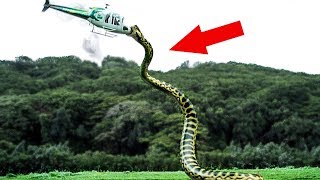 10 САМЫХ БОЛЬШИХ ЖИВОТНЫХ ЖИВШИХ НА НАШЕЙ ПЛАНЕТЕ