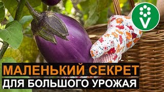ОБЯЗАТЕЛЬНО посадите в теплицу баклажан! И вот зачем…