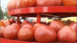 День помидора в Минусинске собрал более 15 тысяч гостей
