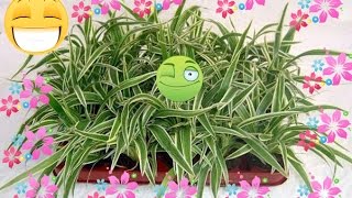 Хлорофитум /Chlorophytum. Комнатные растения.