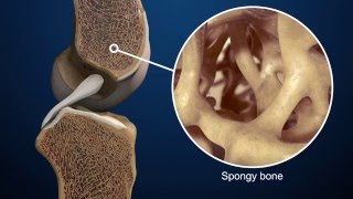 Inside Your Bones