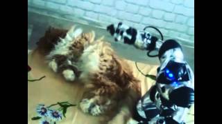 Брачные игры