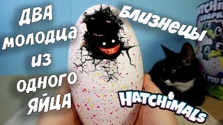 ХЭТЧИМАЛС ДВОЙНЯШКИ БЛИЗНЕЦЫ HATCHIMALS Twin Полное вылупление