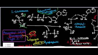 Aminoacyl tRNA Synthetase Class I: Physiology, Biochemistry, and Mechanism
