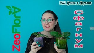 Мини фаленопсисы посадка в цеофлору или мох...Обзор состояния! (03.18)