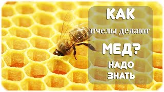 Как пчелы делают мед?