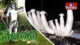Milky Mushroom Cultivation Success Story By Anantapur Young Farmer | Nela Talli | HMTV
