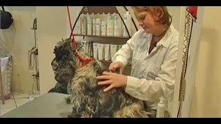 Toiletteur d'animaux / Toiletteuse d'animaux