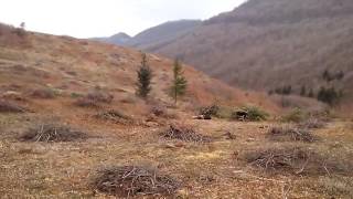 DOINA   " Ana Draga "