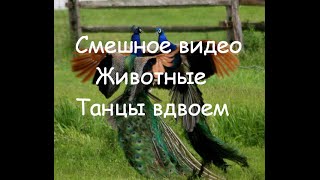 Смешное видео. Животные.Танцы вдвоем.