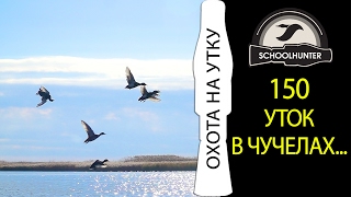 Охота на утку. 150 уток в чучелах!