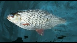 Ловля крупной плотвы и красноперки на Веселовском водохранилище