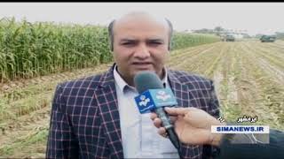 Iran Corn stalks for animals food, Autumn 1398, Iran-Shahr county ذرت علوفه اي غذاي حيوانات ايرانشهر