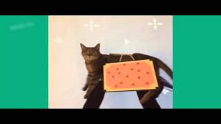 Кот   репер ! Смешные животные! Приколы! Смешные коты! / Funny animals! Fun! Funny Cats!