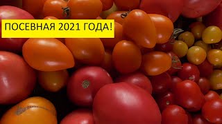 Какие томаты в этом году я буду сеять первыми? 
