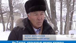 Ак-Талаа: карышкыр менен кармаш