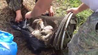 Тартас Новосибирская Область 22-24.08.15 Рыбалка на крупного карася и щуку Big carp