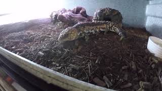 THE SNAKE ROOM PART 1