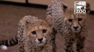 Cheetah Cubs Get Names - Cincinnati Zoo