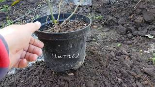 Осенняя посадка ежевики, сорт НАТЧЕЗ.