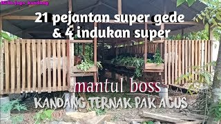 DOLAN KANDANG BPK AGUS|PETERNAK KAMBING JAWA RANDU DAN ETAWA DIPANGGUL TRENGGALEK