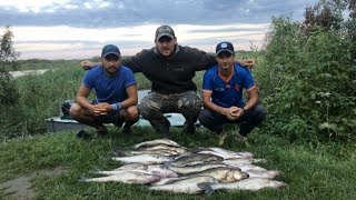 Бешеный клев судака на реке Свирь