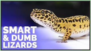 The Smartest and Dumbest Lizards I Own