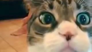 Смешное видео про котов 2015. Смешные коты