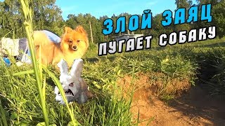 Ночуем с палаткой на природе. Страшный заяц пугает собаку