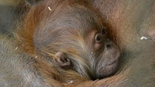 Refugees of the Lost Rainforest