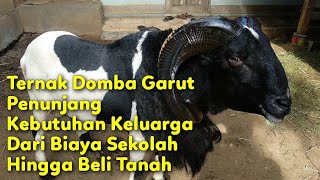 Ternak Domba Garut Penunjang Keperluan Keluarga ( Padepokan Mandala Wangi )