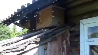 Секреты ловли бродячих роев. Пчелы нашли ловушку 2.ч. Прилет бродячего роя в ловушку.