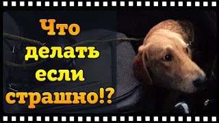 Как приучить щенка не бояться садиться в автомобиль.