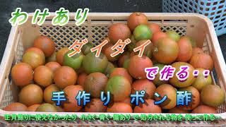 わけありダイダイで作る「自家製 手作りポン酢」 昔 お正月飾り用に植えた橙の木から採れる「わけありダイダイ」熱海市和田木町