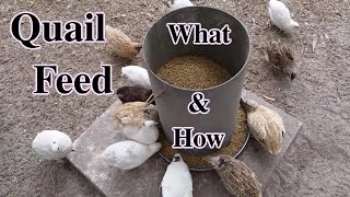 What & How I feed Coturnix/Japanese Quail