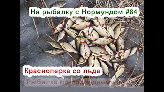 Красноперка по последнмеу льду : На рыбалку с Нормундом #84