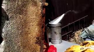 Первая качка мёда 17 июня 2017 г