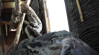 Varanus Salvator eat a Pork