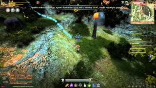 Black Desert. Тамер 50+. Плюсы и минусы класса и немного о разведении лошадей