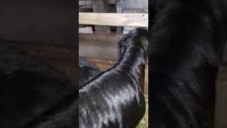Гиссарские ягнята 2018 . Анвар Рустемов. +77017224679 ватцап. Шымкент, Казахстан
