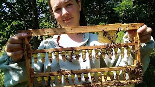 Вывод маток.простой способ для начинающих пчеловодов.Подготовочный процесс от Воска до мисочок