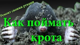 Как поймать крота или слепыша, работающий способ ловли крота
