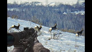 Все способы охоты на косулю!