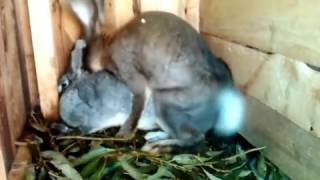 Mating rabbits!!! mating, courtship!! Спаривание кроликов!!! случка, брачные игры