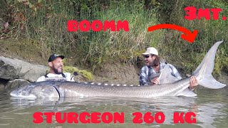 GIGANTESCO STORIONE RECORD OVER 3 METRI X 250 KG - 4K by YURI GRISENDI