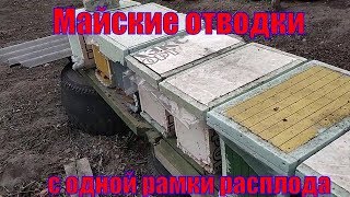 Майские отводки на одну рамку печатного расплода Часть 3 Пчеловодство 2019