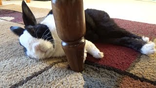Sleeping rabbit perfectly hides poops!