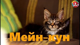 Убийца мышей и крыс - Мейн кун