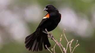 Красноплечий чёрный трупиал (Red winged blackbird)
