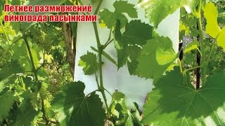 Размножение винограда пасынками летом